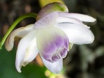 Anemonopsis macrophylla - Japanische Schein-Anemone