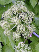 Photos Angelica archangelica