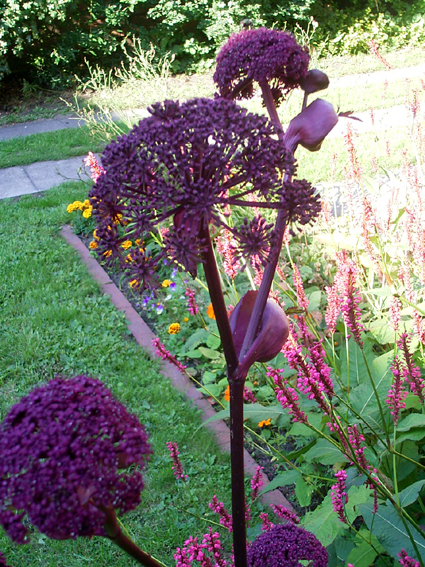 Photos Angelica gigas - 