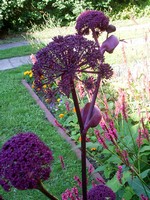 Angelica gigas - Gro�e Engelwurz
