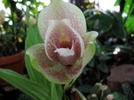Angulocaste Hybride - Olympus Magnolia