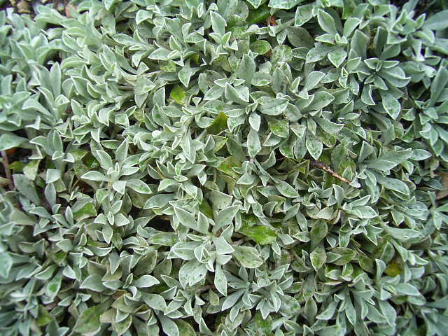 Photos Antennaria tomentosa - 