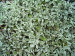 Photos Antennaria dioica
