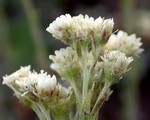 Photos Antennaria parvifolia