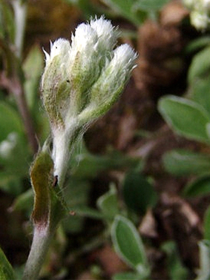 Photos Antennaria plantaginifolia - 