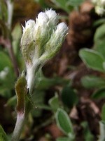 Antennaria plantaginifolia - Wegerichbl�ttriges Katzenpf�tchen