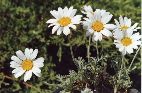 Photos Anthemis carpatica - 