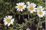 Photos Anthemis carpatica
