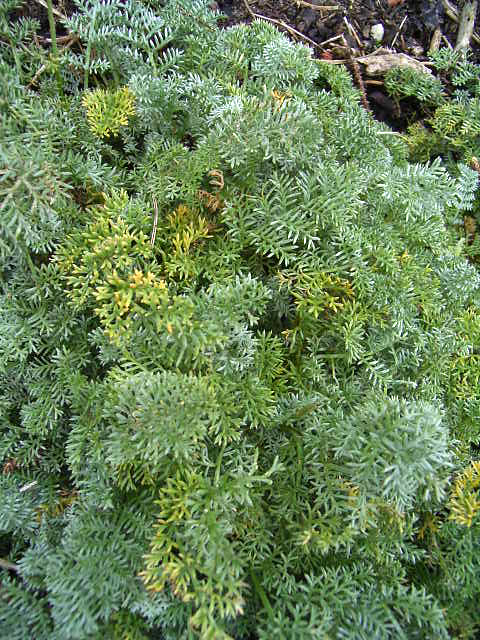 Photos Anthemis marschalliana - Golden chamomile