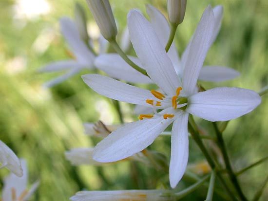 Photos Anthericum liliago - 