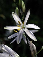 Anthericum ramosum - �stige Graslilie