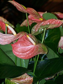Anthurium andreanum