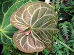 Anthurium magnificum - 