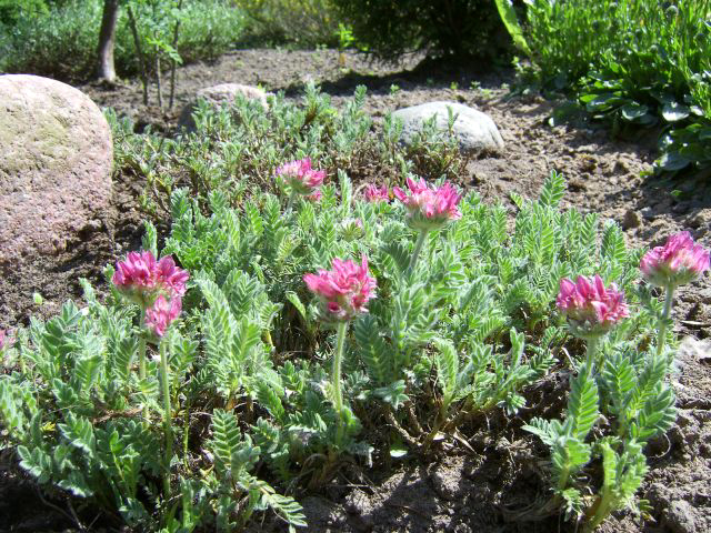Photos Anthyllis montana - 