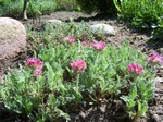 Anthyllis montana - Berg-Wundklee Rubra