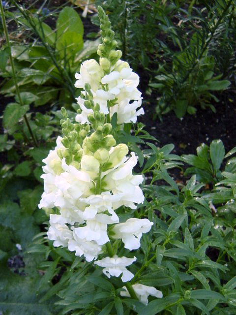 Photos Antirrhinum Hybridum - Garden snapdragon