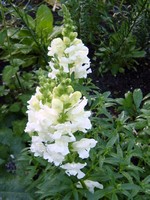 Photos Antirrhinum Hybridum
