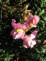 Antirrhinum majus - L�wenmaul