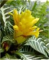 Aphelandra squarrosa