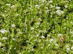 Apium repens - Kriechende Heide