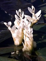 Aponogeton distachyos - Afrikanische Wasser�hre