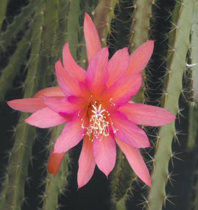 Aporophyllum