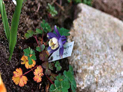 Photos Aquilegia akitensis - European columbine