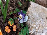 Fotos Aquilegia akitensis