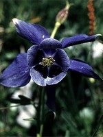 Photos Aquilegia alpina