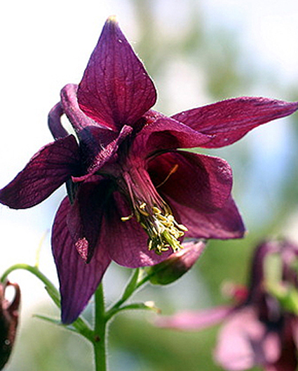 Photos Aquilegia atrata - European columbine