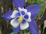 Photos Aquilegia caerulea