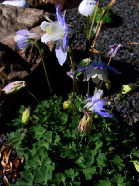 Photos Aquilegia discolor - European columbine
