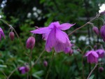 Photos Aquilegia ecalcarata