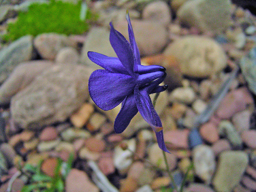 Foto Aquilegia einselliana - 