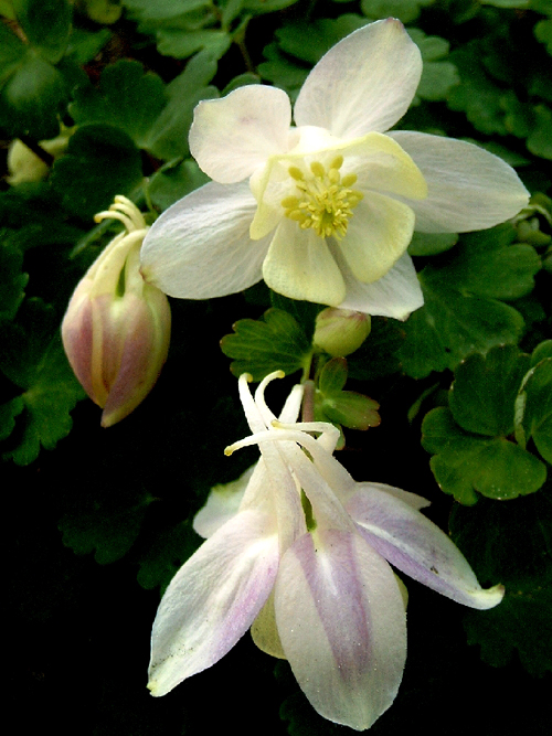 Photos Aquilegia flabellata - European columbine