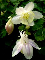 Photos Aquilegia flabellata