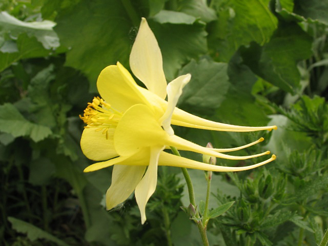 Photos Aquilegia � hybrida - European columbine