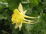 Photos Aquilegia � hybrida