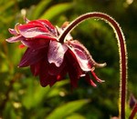 Photos Aquilegia x Hybrida