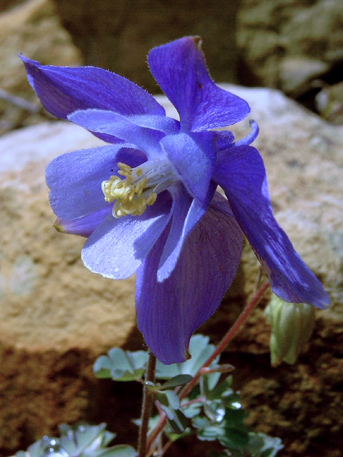 Photos Aquilegia pyrenaica - European columbine
