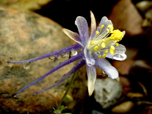 Photos Aquilegia scopulorum - European columbine