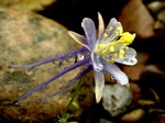Photos Aquilegia scopulorum
