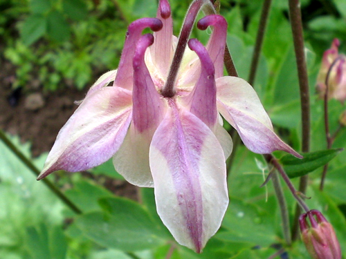 Photos Aquilegia vulgaris - European columbine