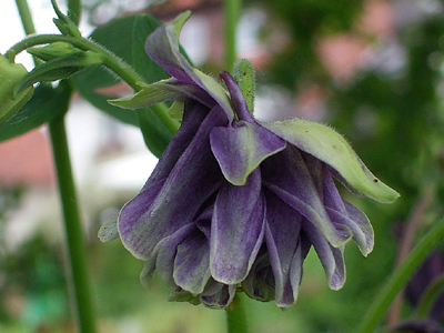 Photos Aquilegia vulgaris - European columbine