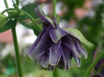 Photos Aquilegia vulgaris