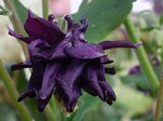 Photos Aquilegia vulgaris
