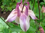 Photos Aquilegia vulgaris