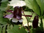 Photos Aquilegia x Hybrida