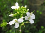 Photos Arabis caucasica