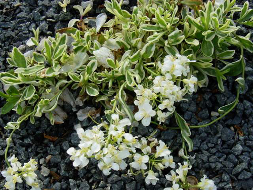 Photos Arabis ferdinandi-coburgii - 